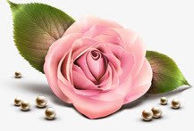 粉色玫瑰花朵玫瑰珍珠素材