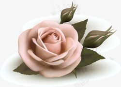 淡粉色玫瑰花图案素材