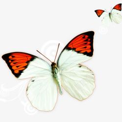 创意合成飞舞的蝴蝶素材