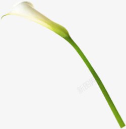 白色马蹄莲花朵植物素材