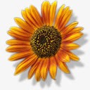 向日葵花1卷png免抠素材_88icon https://88icon.com sunflower 向日葵