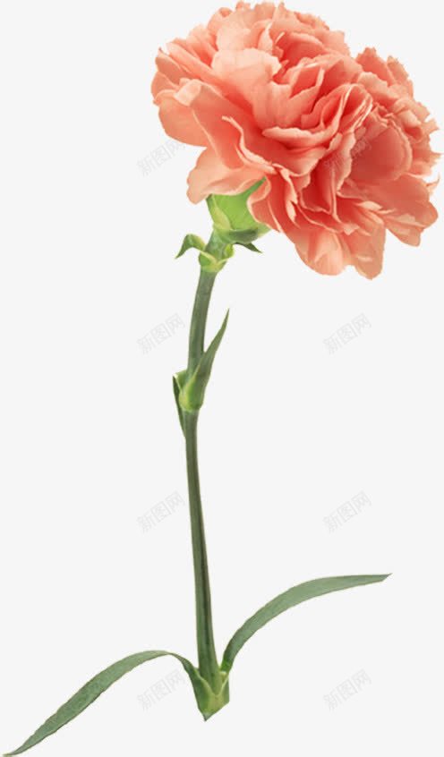 红色康乃馨花朵植物png免抠素材_88icon https://88icon.com 康乃馨 植物 红色 花朵