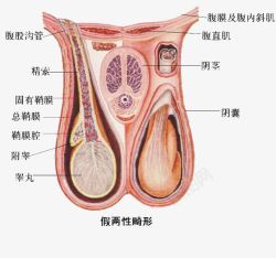人体生殖器官图素材