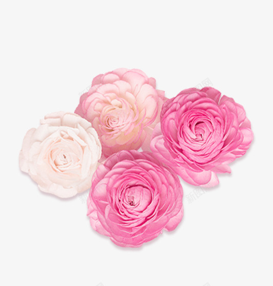 粉色鲜花装饰图案png免抠素材_88icon https://88icon.com 免抠PNG 四朵花 粉色 装饰图案 鲜花