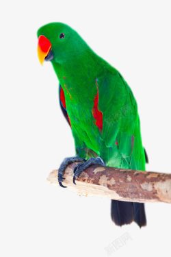 学说绿色红嘴鹦鹉高清图片