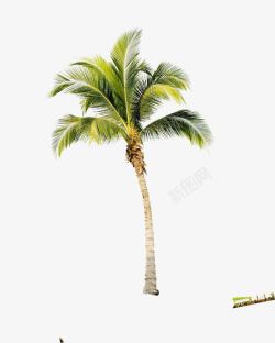 摄影夏日海报椰子树素材