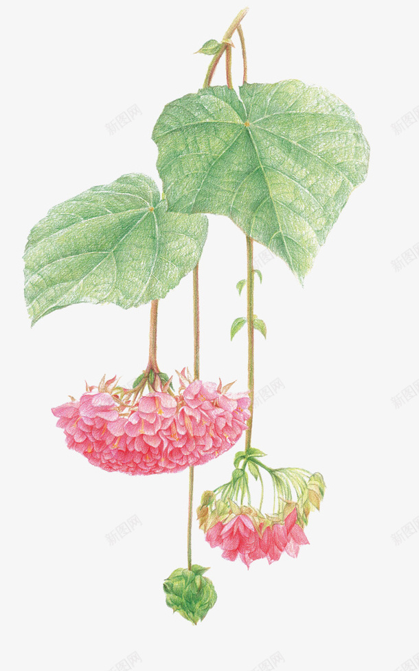 花卉png免抠素材_88icon https://88icon.com 吊花 手绘植物 粉色花朵 绿色叶子