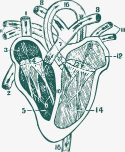 手绘器官表达示意图素材