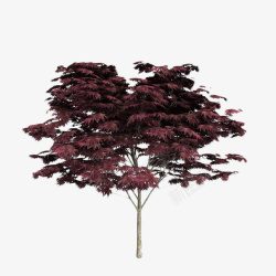 紫红色叶子枝条树木素材
