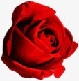 玫瑰花卉七夕情人节素材