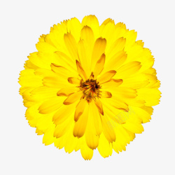 黄色有观赏价值的透明花瓣的一朵素材