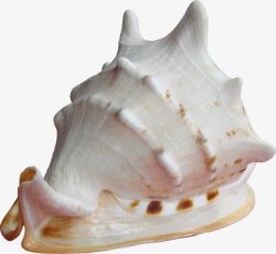 蜗牛状海螺素材