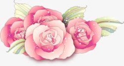 粉色唯美手绘节日康乃馨花朵素材