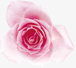 花淘宝玫瑰花粉色素材