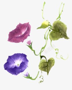 水彩牵牛花素材