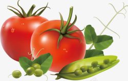 精美蔬菜番茄西红柿矢量图素材
