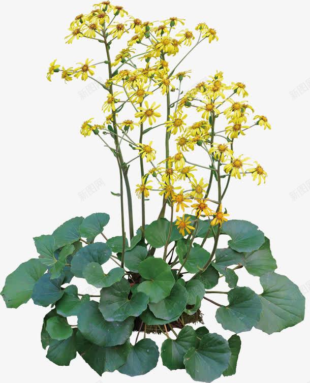 黄色美景花朵植物自然png免抠素材_88icon https://88icon.com 植物 美景 自然 花朵 黄色