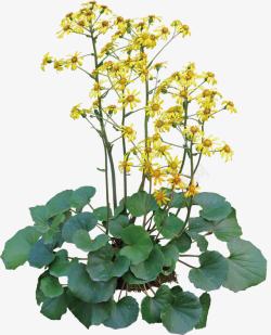 黄色美景花朵植物自然素材