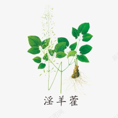 中国风龙凤矢量素材绿色药材图标图标