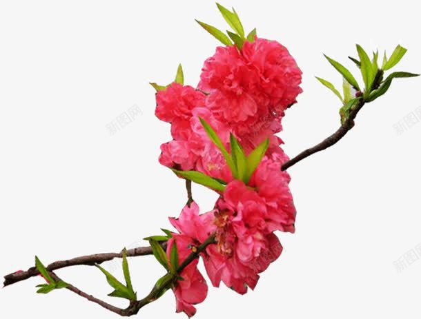 花卉png免抠素材_88icon https://88icon.com 花卉 花香 鲜花