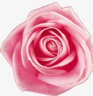 粉色玫瑰花朵七夕情人节素材