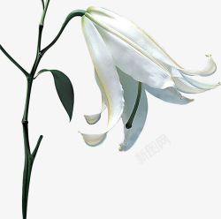 白色谦虚意境花朵素材