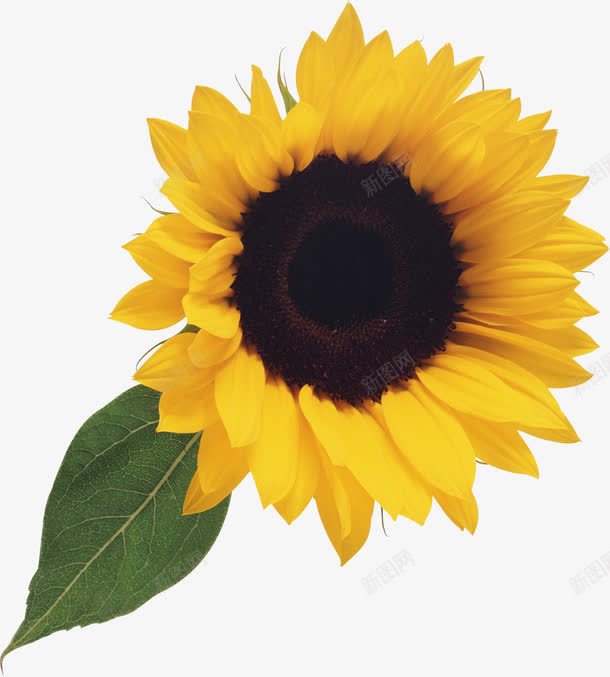 黄色卡通向日葵花朵美景png免抠素材_88icon https://88icon.com 卡通 向日葵 美景 花朵 黄色