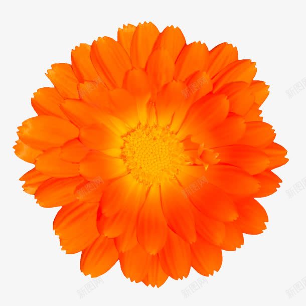 花朵海报背景花朵唯美橙色花朵png免抠素材_88icon https://88icon.com 唯美 抽象鲜花 橙色 花朵 花瓣 鲜花psd 鲜花图案 鲜花相框