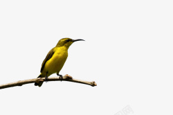 黄腹山雀鸟高清图片