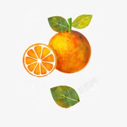 水彩手绘切面橙子水果叶子素材