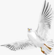 白色水彩白鸽手绘素材