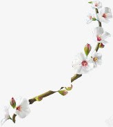 中秋节促销活动白色花朵素材