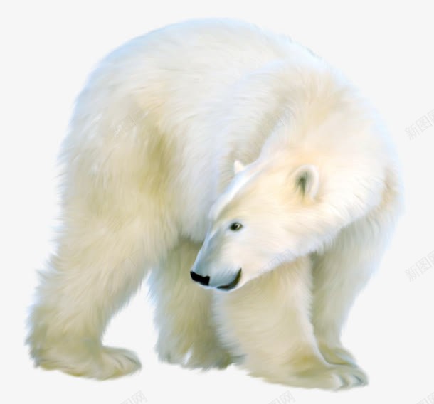 白色北极熊png免抠素材_88icon https://88icon.com 动物 北极熊 寒冷 白色