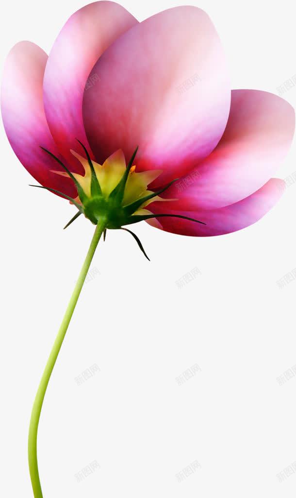 粉色花卉壁纸景观png免抠素材_88icon https://88icon.com 壁纸 景观 粉色 花卉