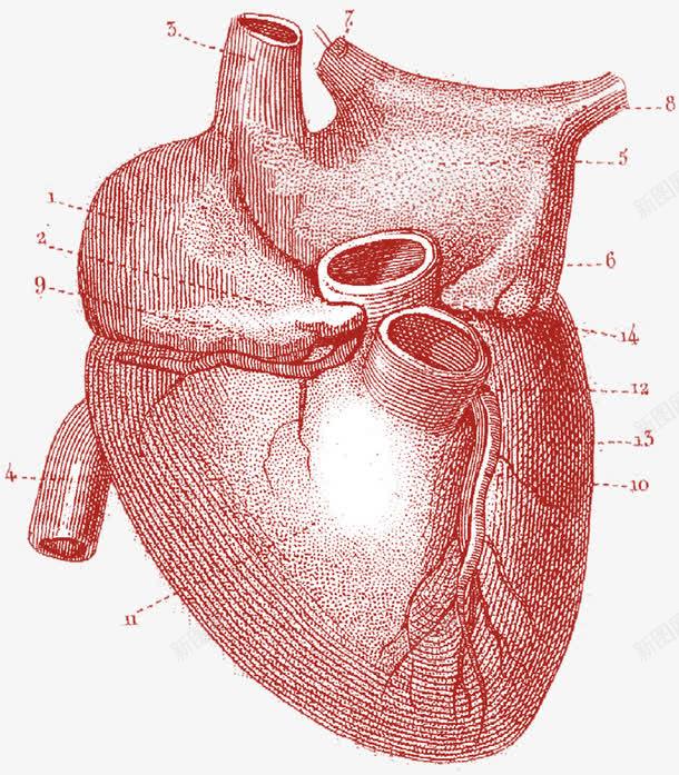 手绘心脏png免抠素材_88icon https://88icon.com 内脏 器官 心脏 手绘