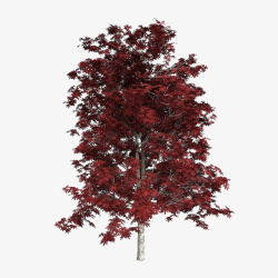 茂盛红色叶子枝条树木素材