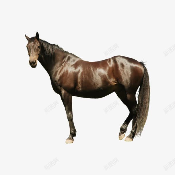 手绘一匹马png免抠素材_88icon https://88icon.com 一马奔腾 动物 千里马 手绘一匹马 手绘马 草食性动物 装饰图案 马 马匹 骏马