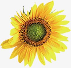 黄色花朵向日葵美景素材