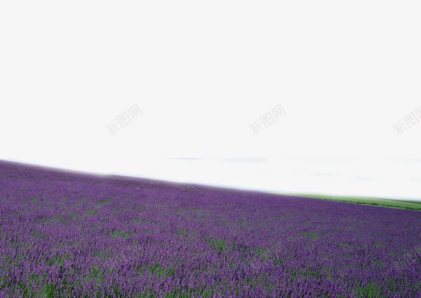浪漫薰衣草花海png免抠素材_88icon https://88icon.com 浪漫 花海 装饰
