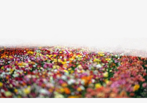 一片浪漫花海png免抠素材_88icon https://88icon.com 浪漫 花 花海