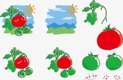 晒太阳的西红柿表情矢量图素材