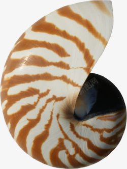 斑纹海螺素材