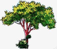 漫画绿色园林植物装饰png免抠素材_88icon https://88icon.com 园林 植物 漫画 绿色 装饰