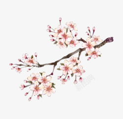 中国画手绘粉色桃花花瓣素材