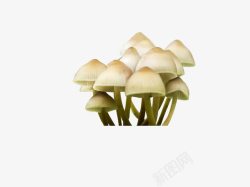 野外蘑菇素材