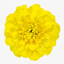 黄色有观赏性缠绕的一朵大花实物素材