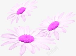创意合成紫色的邹菊花朵素材