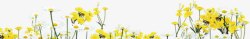 春天风景黄色花海装饰素材