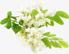 白色唯美花朵美景png免抠素材_88icon https://88icon.com 白色 美景 花朵 设计