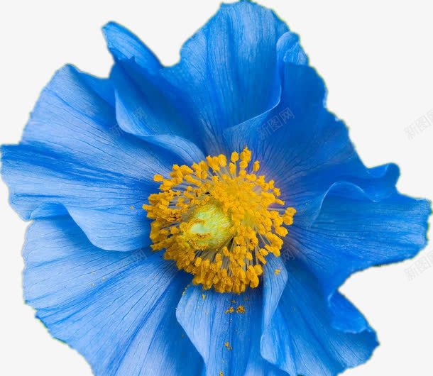 开放的花蕊png免抠素材_88icon https://88icon.com 植物 花朵 花瓣 蓝色